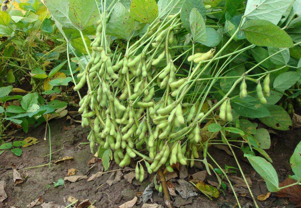 平顶山黄豆专业种植
