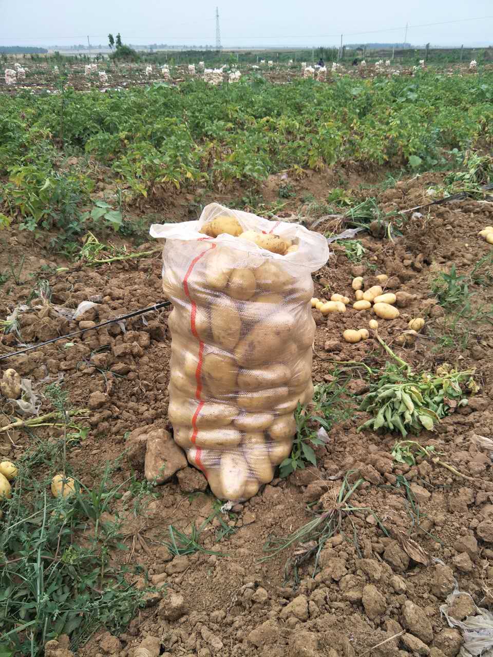 叶县土豆专业种植