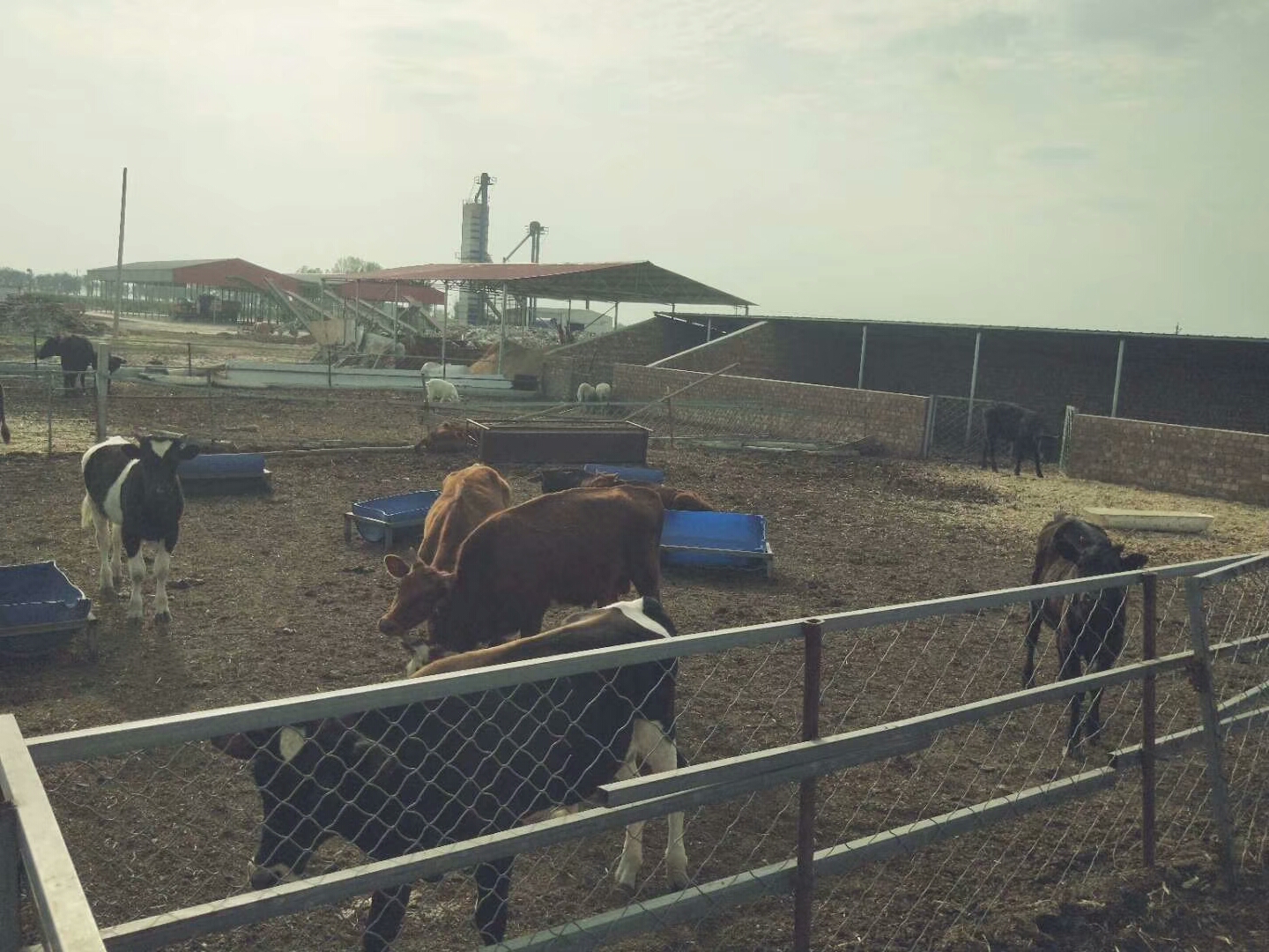 巴彦淖尔市乌拉特前旗牛羊养殖绿色健康牛养殖产品，优质养殖基地