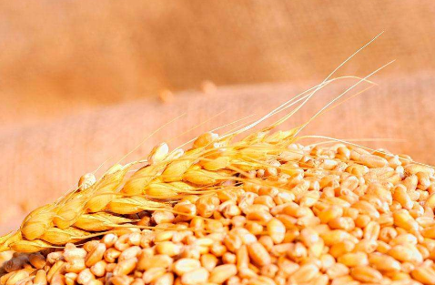 小麦专业种植销售社旗县