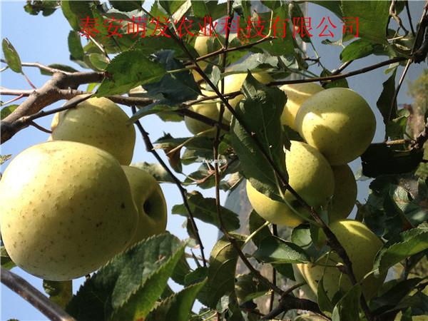 新疆烟富1-6苹果苗价格