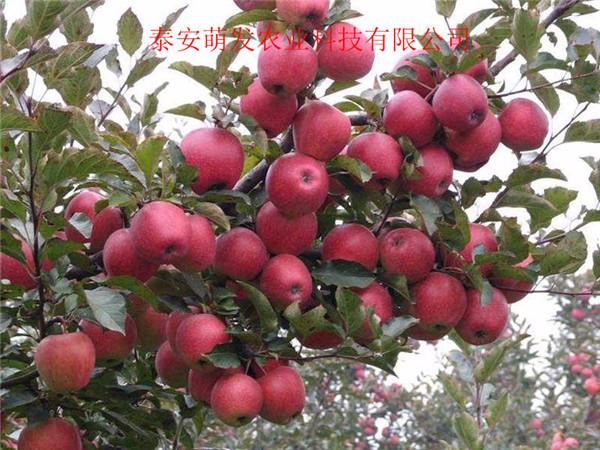 山东供应苹果苗价格 品种众多-欢迎选购