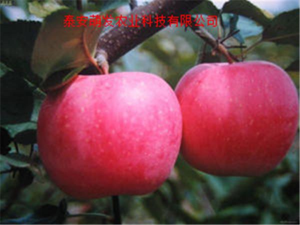 山东美8苹果苗 品种众多-欢迎选购