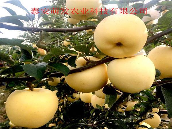 四川烟富苹果苗价格 品种众多-欢迎选购