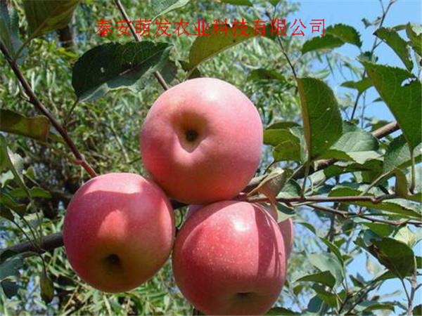 贵州红富士苹果苗批发价