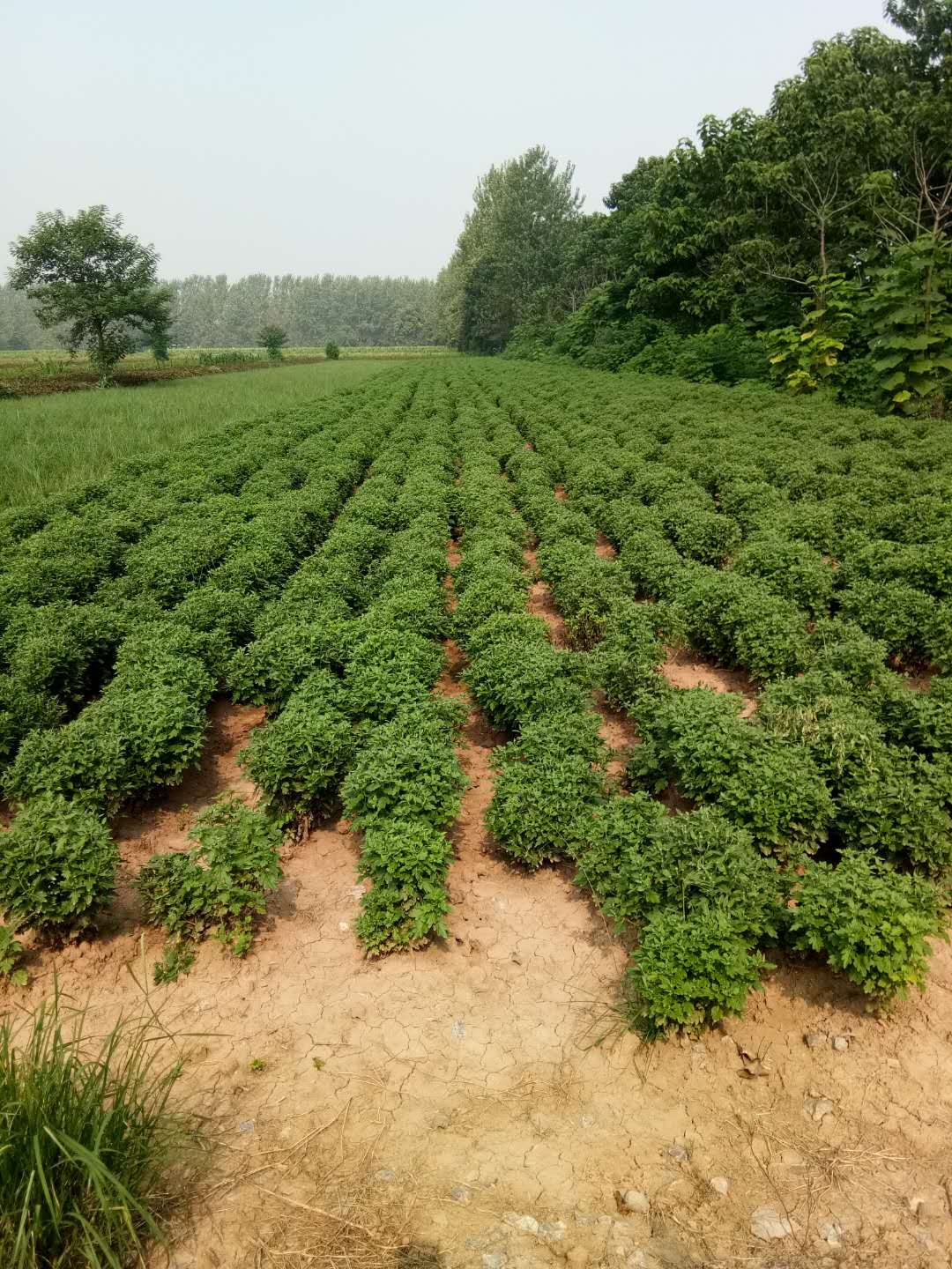 亳州市菊花种植-亳州市谯城区王小伟种植专业合作社