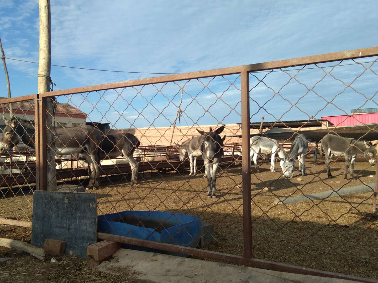 巴彦淖尔市临河区张埃军农民专业合作社驴养殖价格