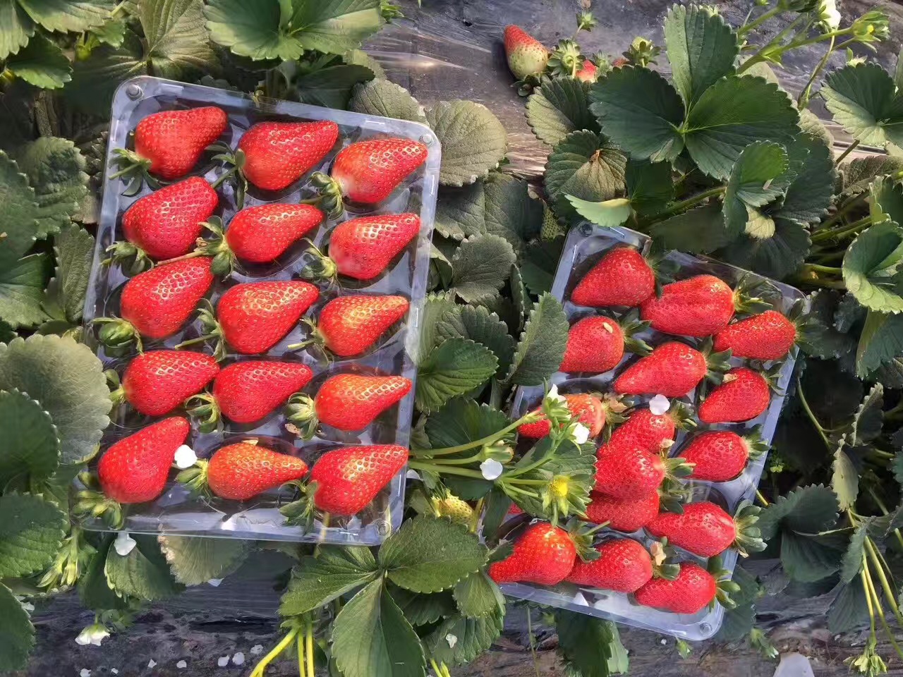 基地直销草莓苗