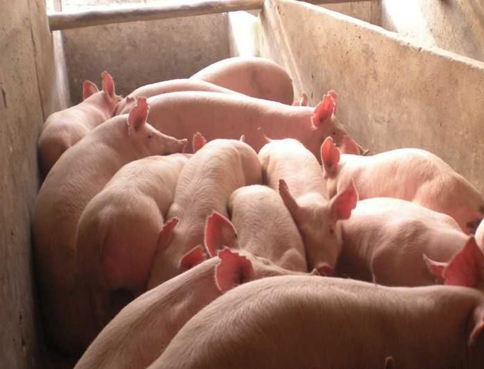 方城县生猪专业养殖