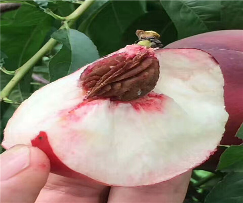 白草莓苗品种介绍