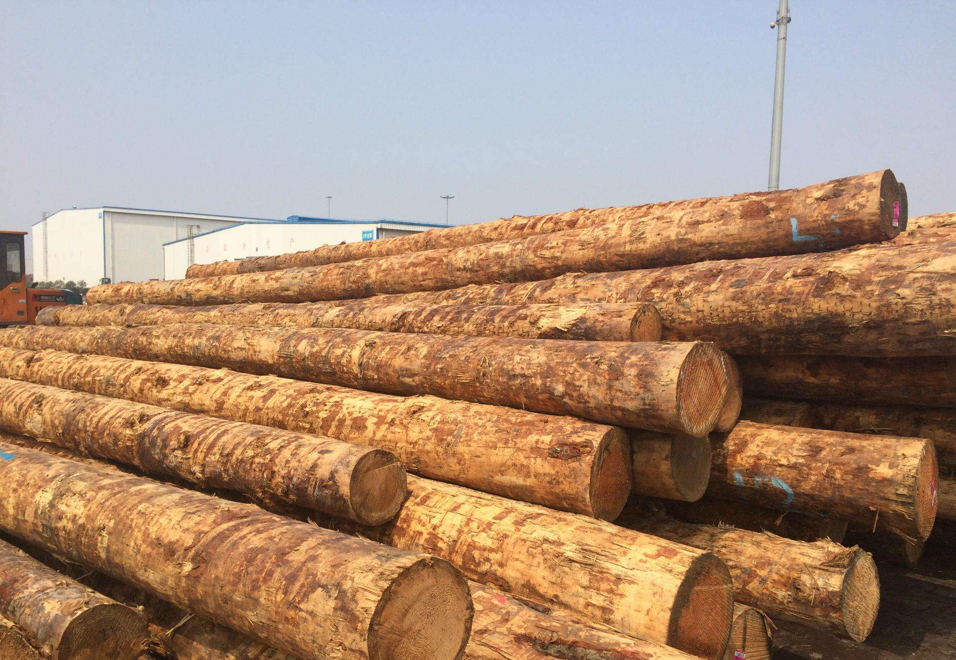 美国原木木材进口清关操作流程和进口报关费用