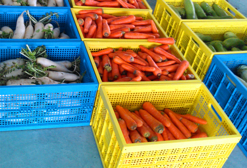 蔬菜运输采用折叠塑料筐效率高、成本低