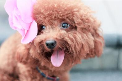 蓬莱宠物美容学校——山东受欢迎的宠物美容公司推荐