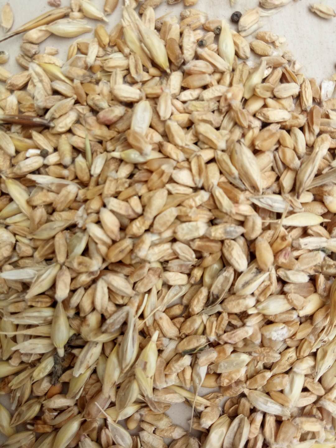 社旗县专业收购坏小麦