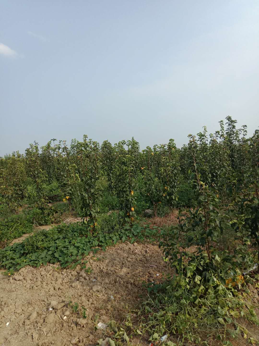 安徽省怀远县群利果树种植
