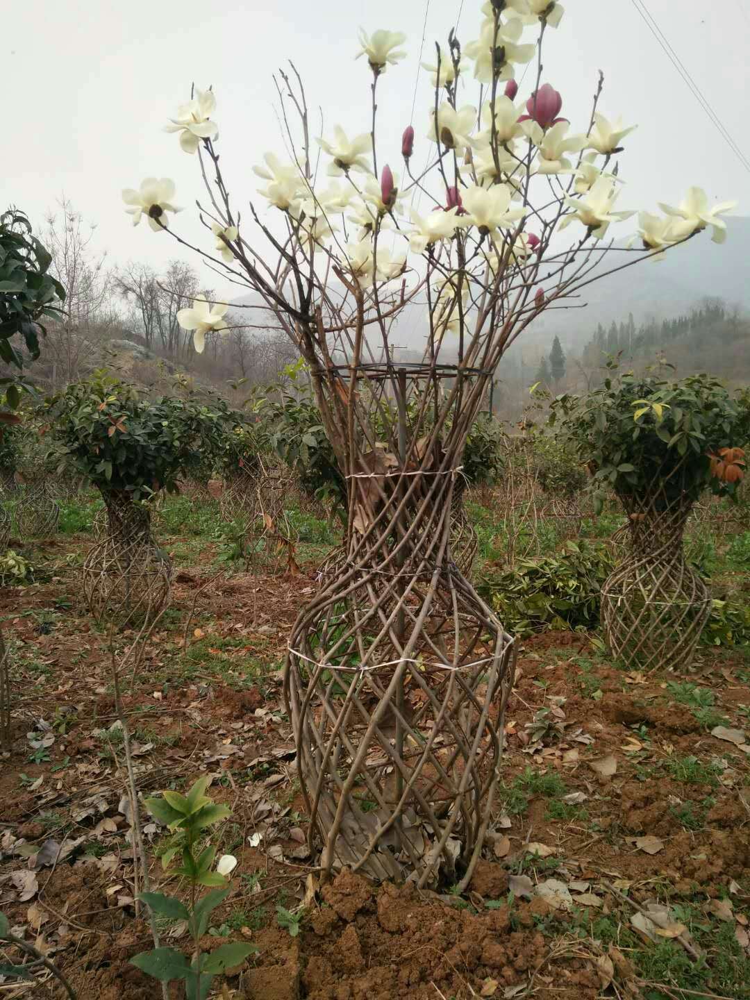 淅川县风景树种植销售批发