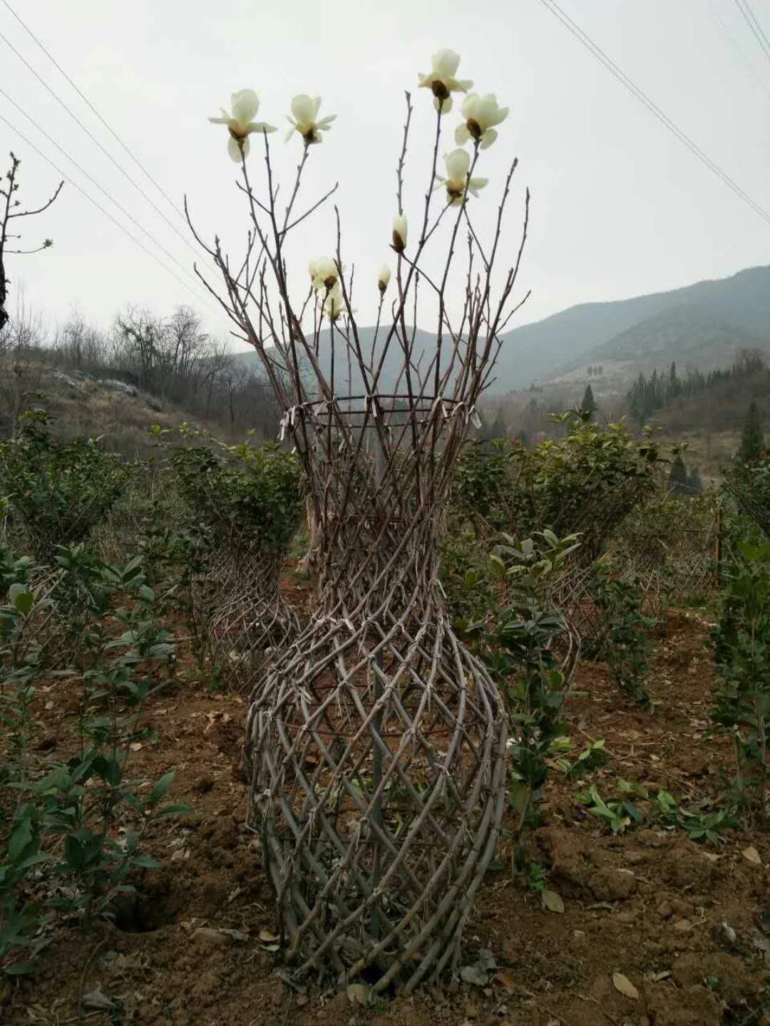 桂花树批发种植淅川县