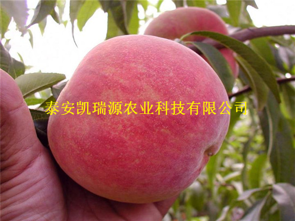 南平桃树苗基地 高产品种