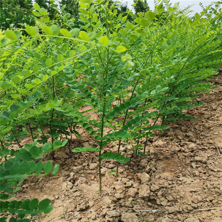 山西1年生花椒苗=1年大红袍花椒苗=大红袍花椒苗原