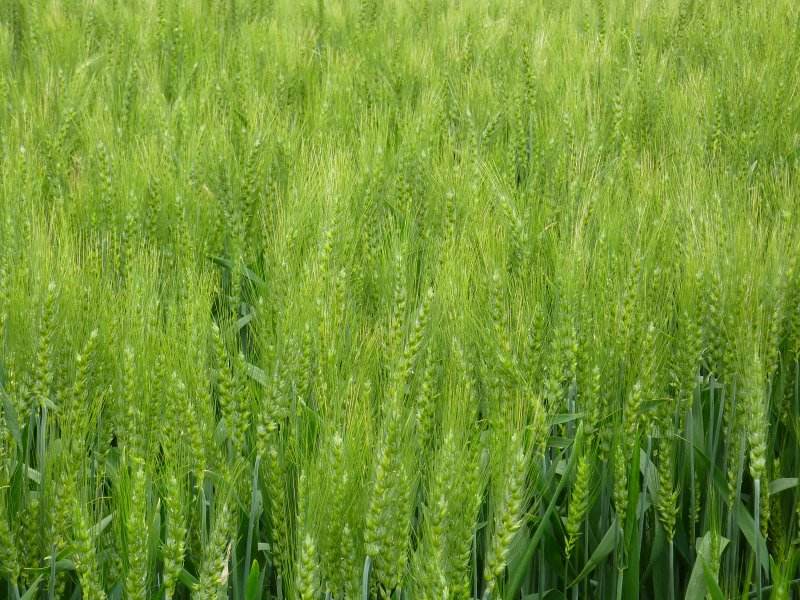 邯郸市磁县小麦种植中心价格