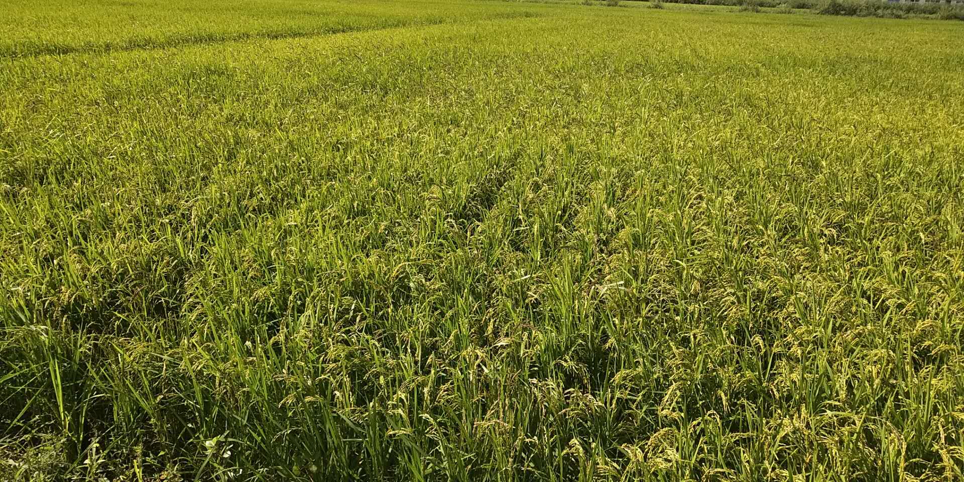 龙江水稻种植