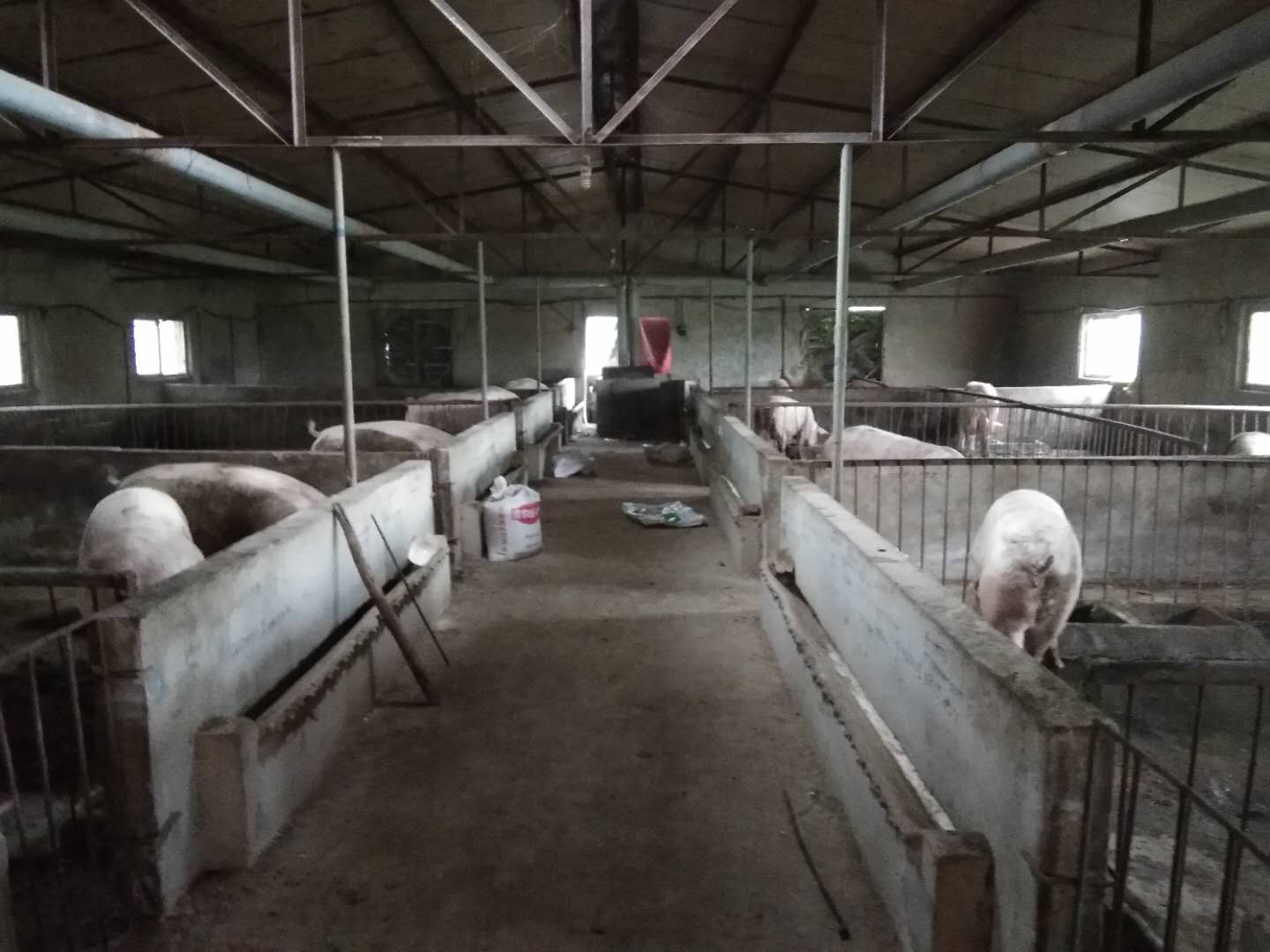 邯郸市曲周县断奶猪仔的养殖中心