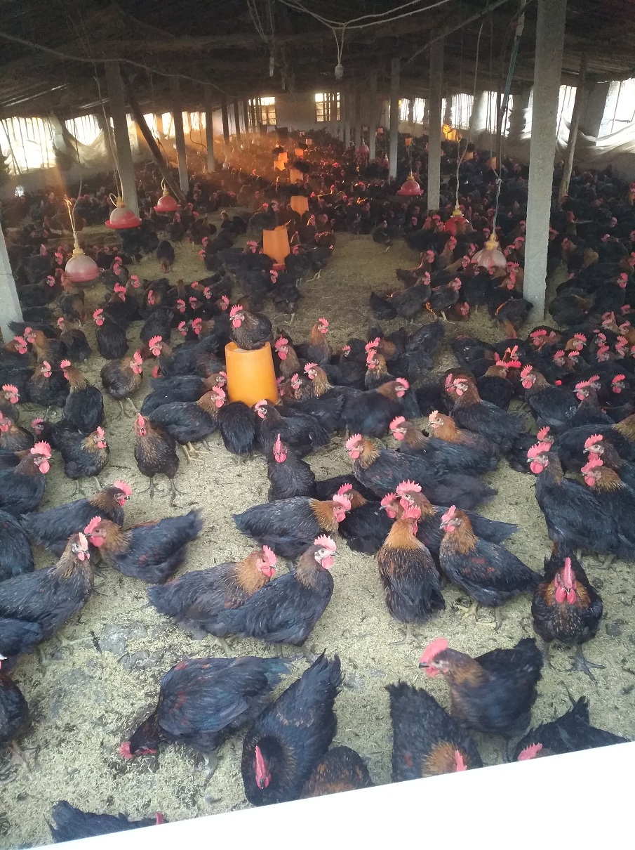 襄阳有肉鸡养殖场