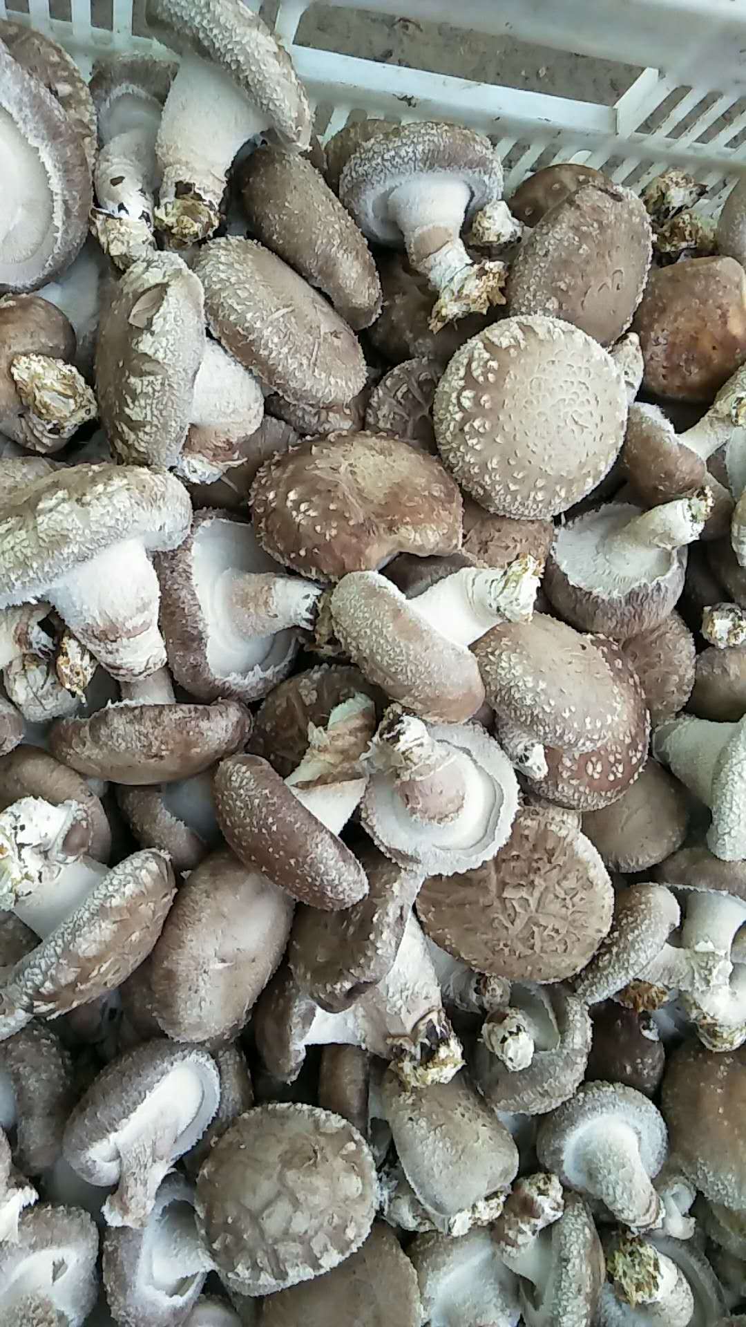 漯河农产品香菇价格
