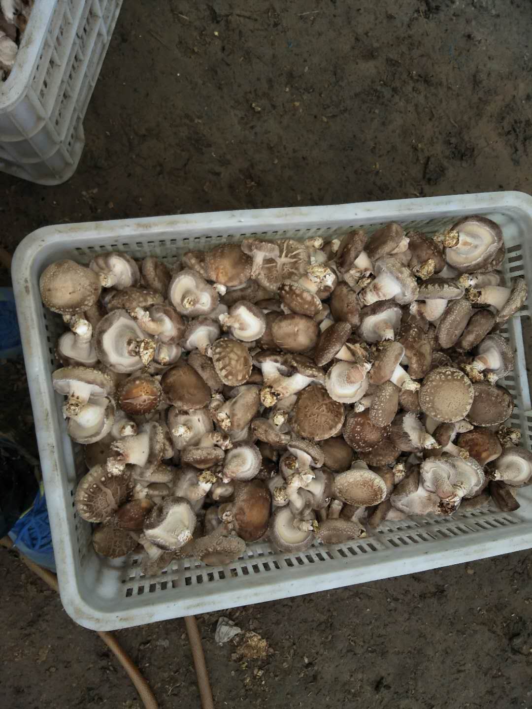 漯河鲜香菇大量供应