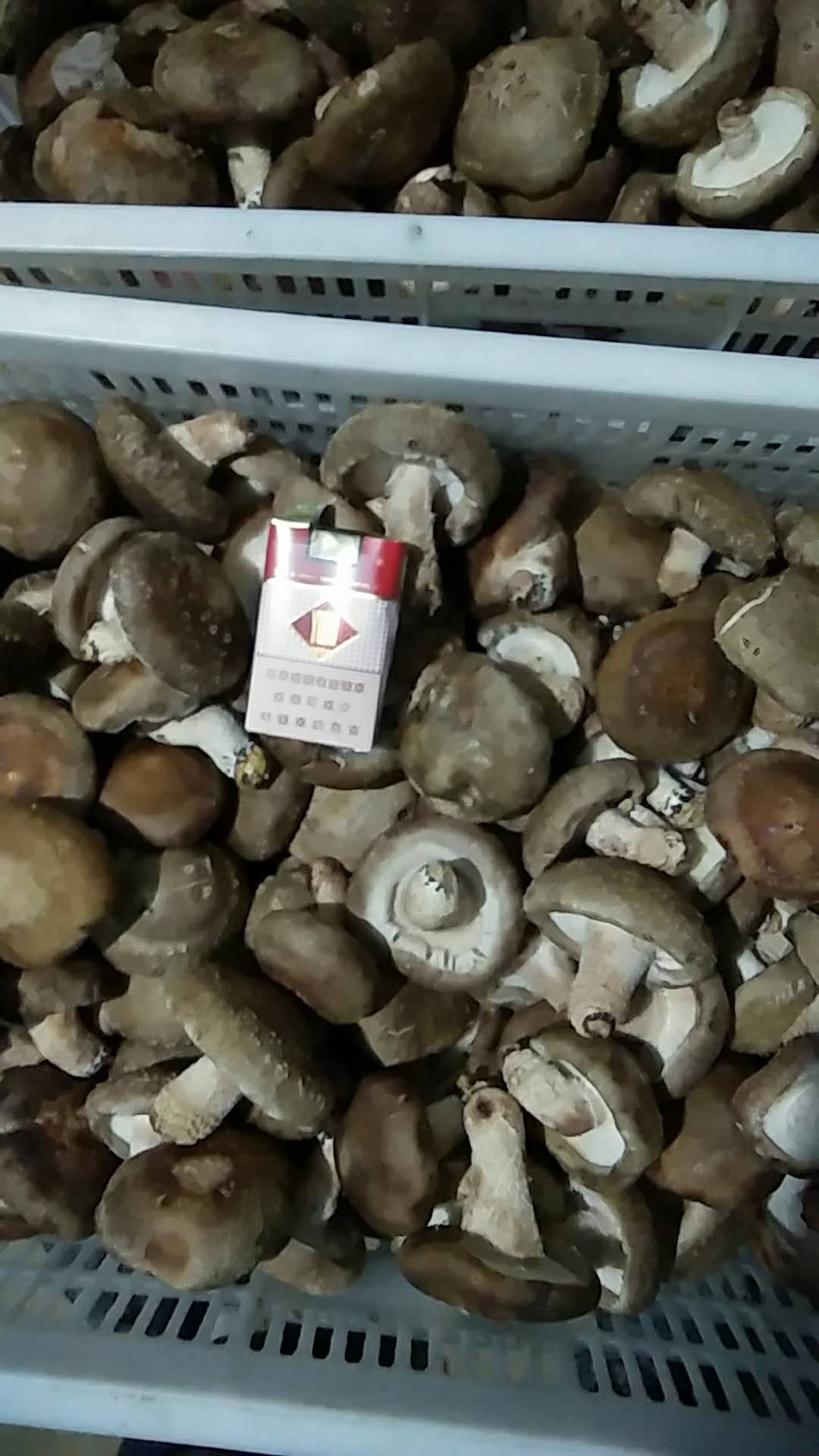 漯河新鲜香菇报价