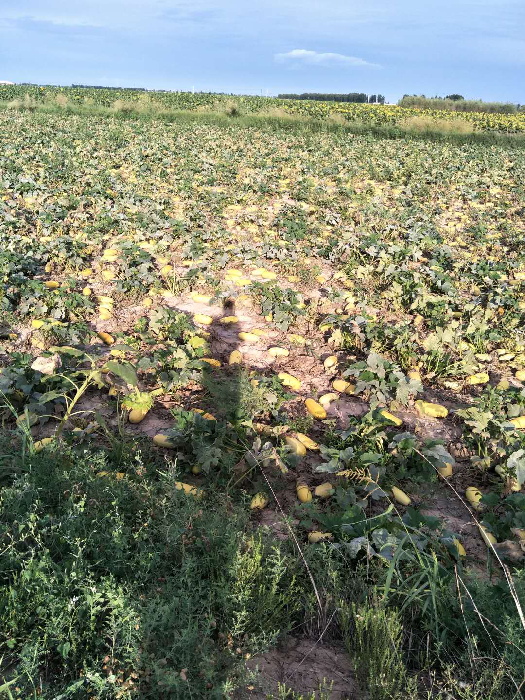 瑞鑫泰葫芦籽_纯**葫芦籽加工零食原材料优质葫芦籽产品销售价格_乌拉特前旗新安瑞鑫泰农牧专业合作社