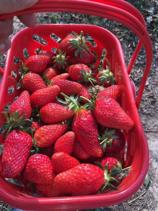 的草莓苗成活率高，价格低