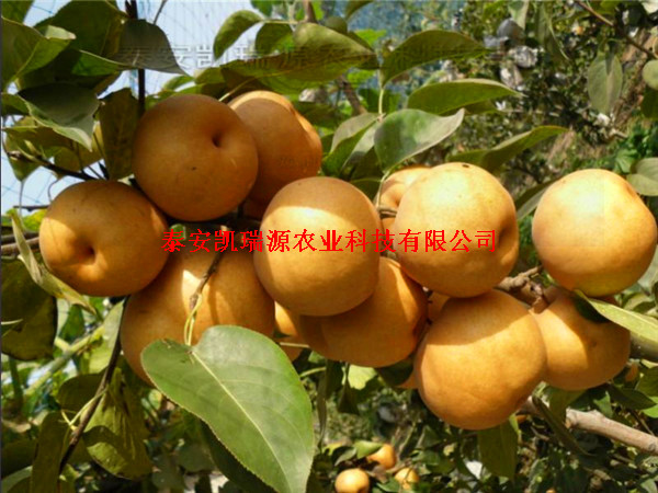 上海玉露香梨树苗