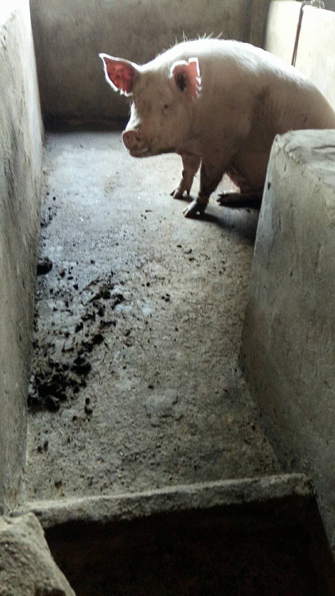 亳州市二元猪养殖-亳州市谯城区张熬养殖场
