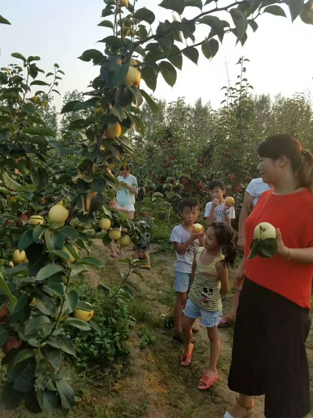 河南省**水果专业种植