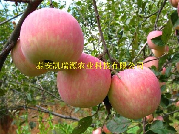 亳州苹果苗基地哪家好