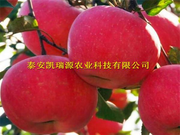 荆门苹果苗基地大量批发