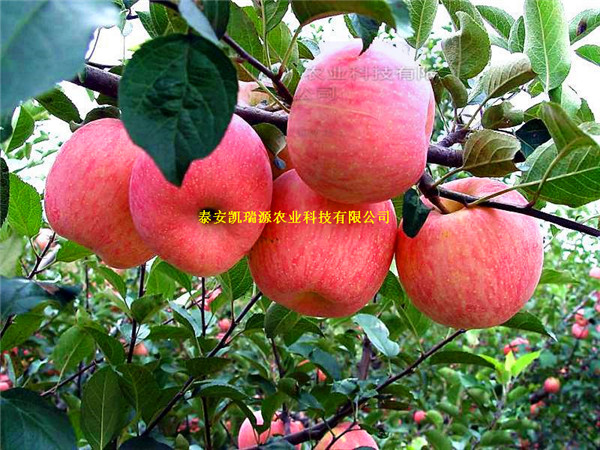 鄂州苹果苗基地 大型苹果苗繁育中心