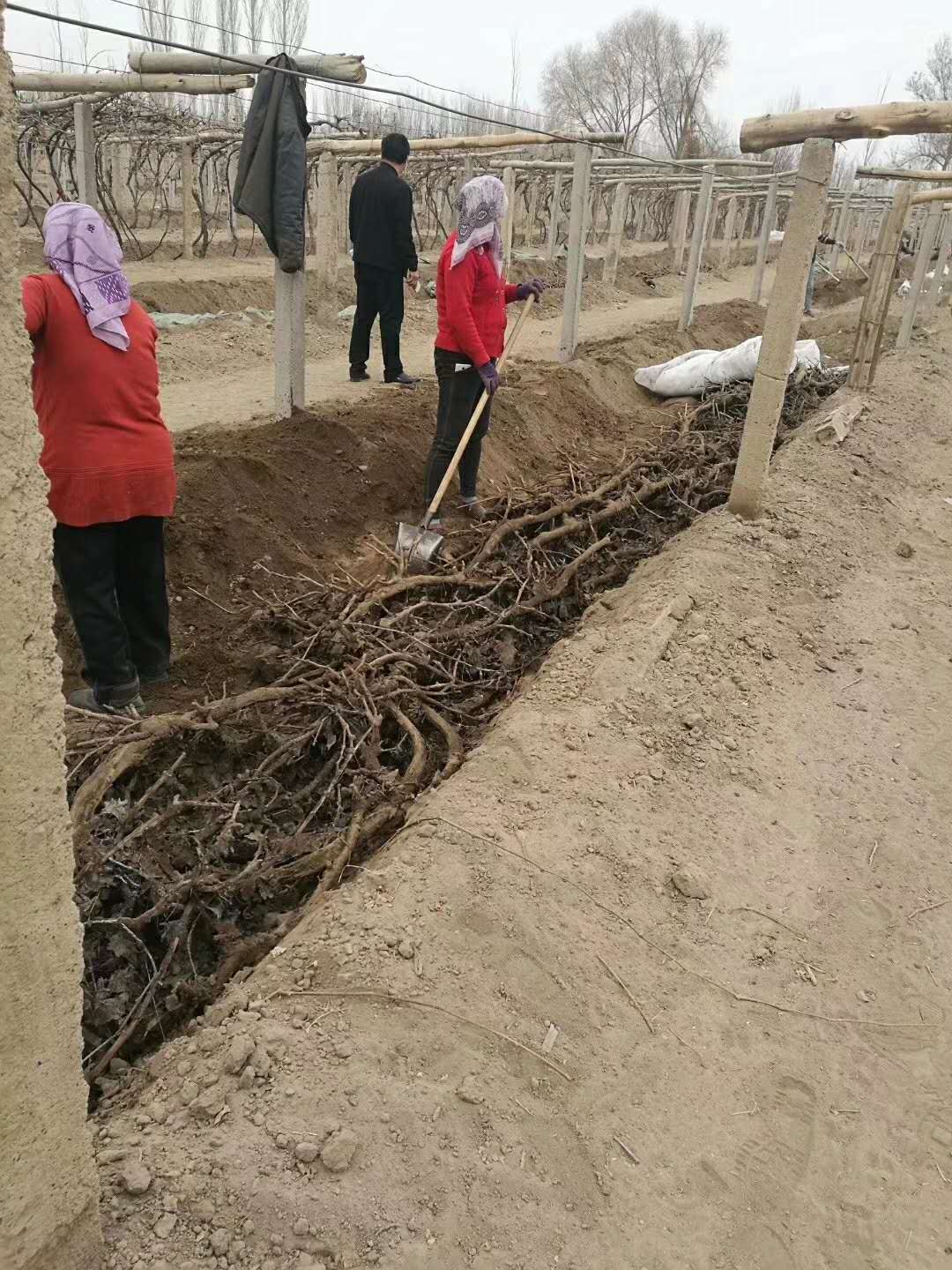 葡萄埋土网A吐鲁番葡萄树埋土网厂家耐腐蚀高效防虫害