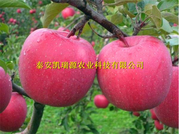 连云港苹果苗批发 大型苹果苗繁育中心