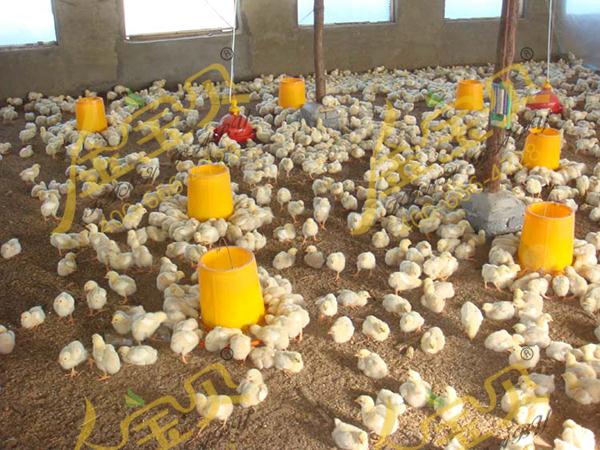 新手养鸡户的入手宝典——干撒式发酵床