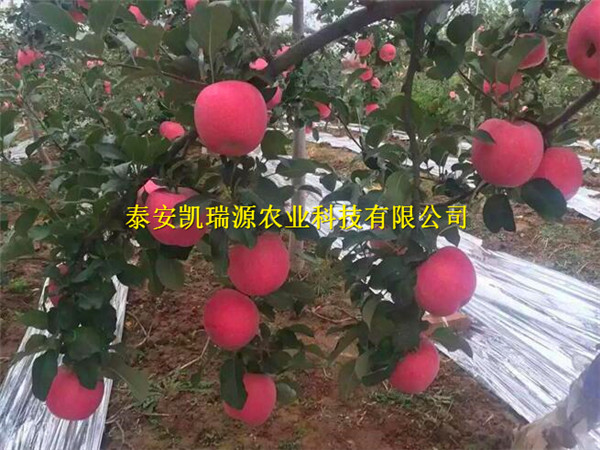 邯郸苹果苗基地