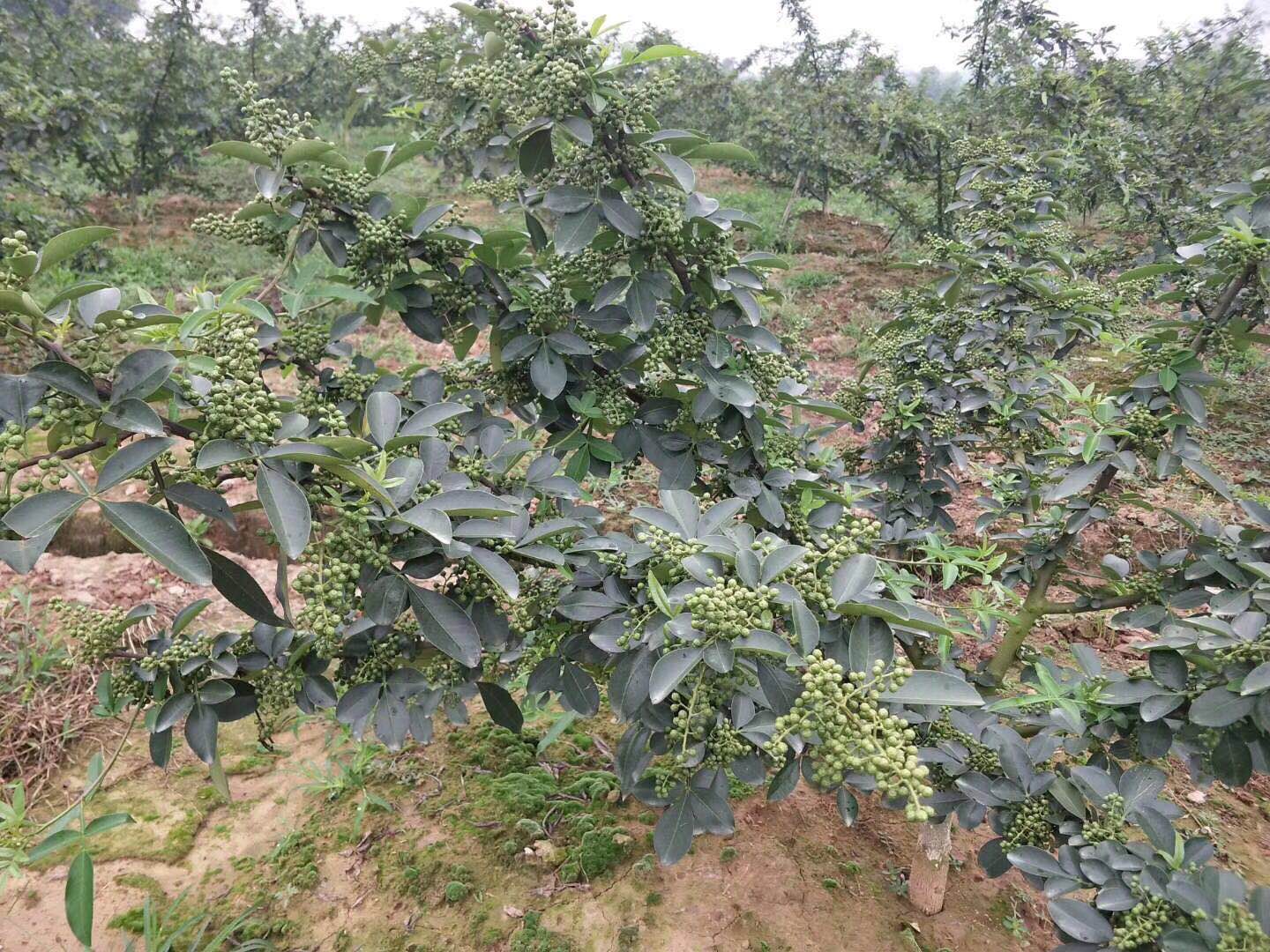 甘孜州稻城县红花椒袋装苗产量高不高，种植优势