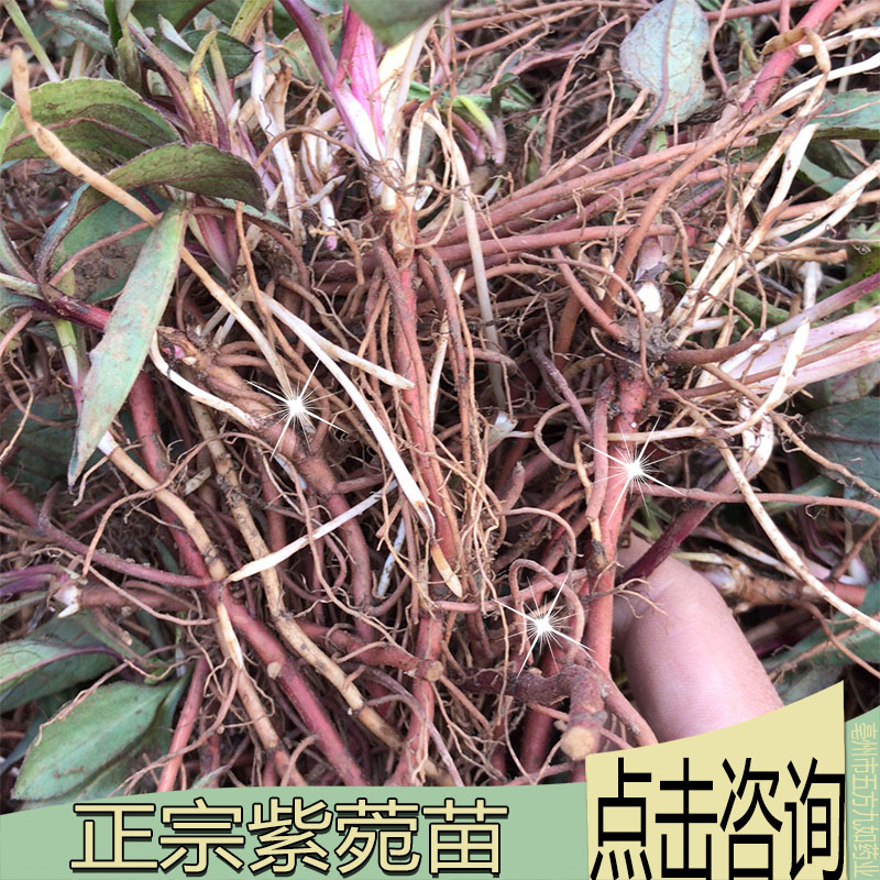 太子参种苗/太子参种植技术