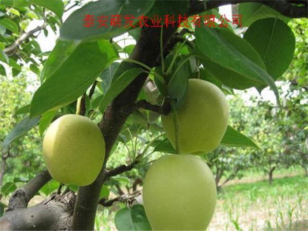 四川维纳斯黄金苹果苗价格 长势壮_产量高_品质更