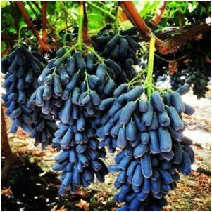 泌阳品种葡萄-蓝宝石