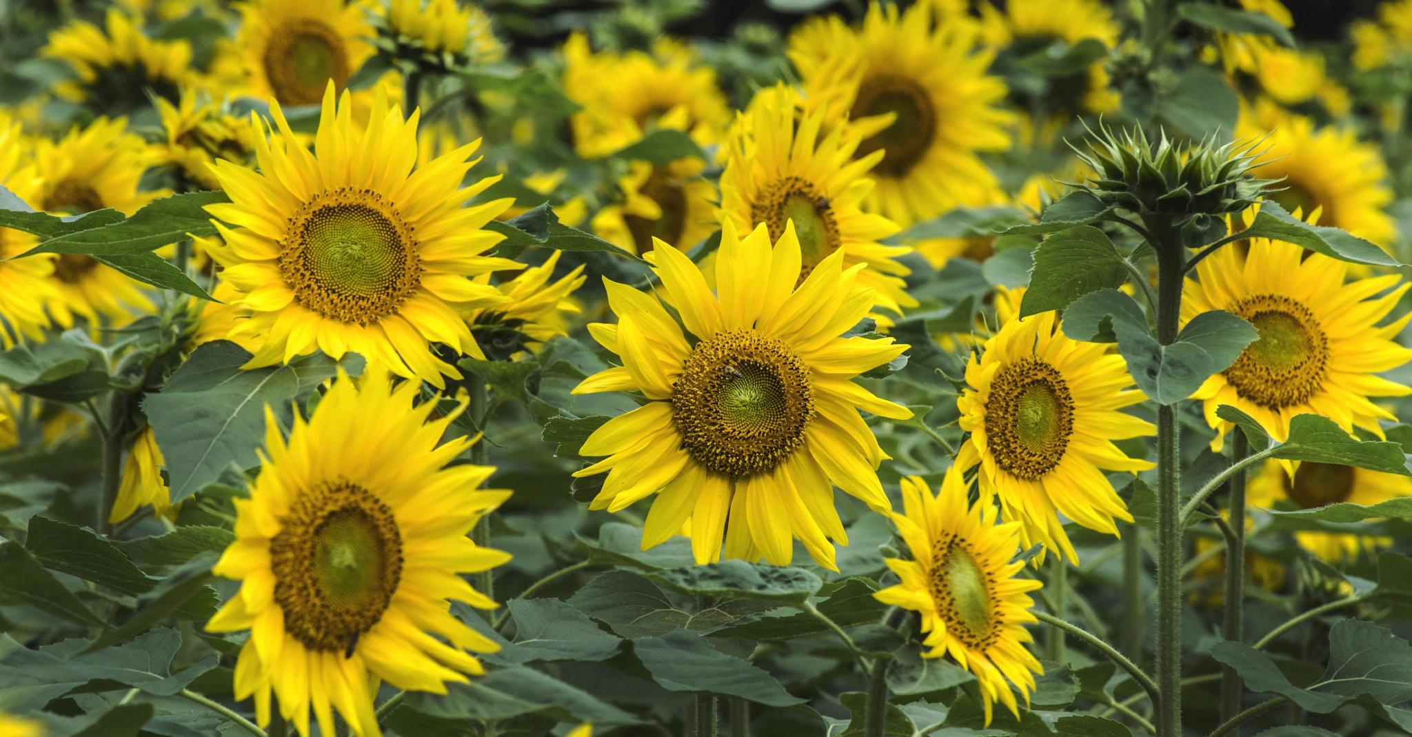 四子王旗玉米、葵花种植机构