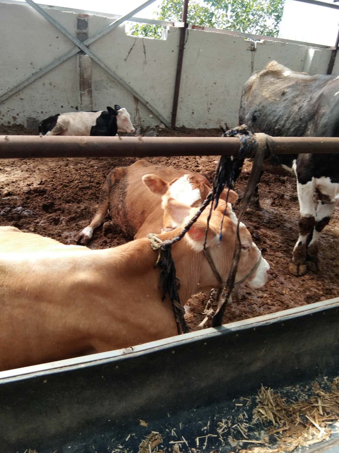 唐山肉牛养殖基地