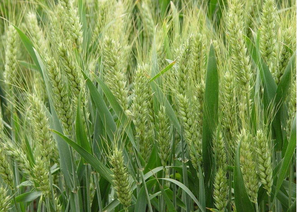 社旗县小麦专业种植