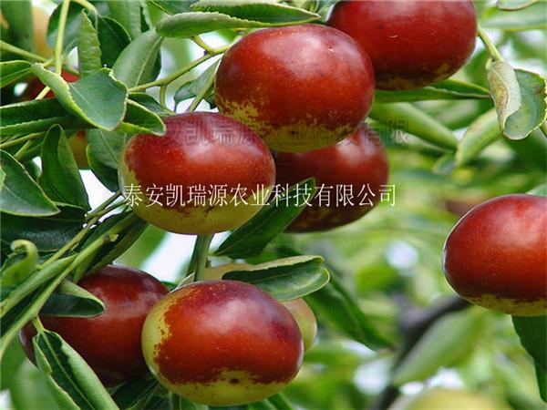 北京沾化冬枣树苗出售